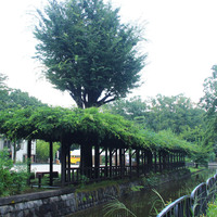 Thumb_koganei14-3